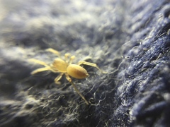 Clubiona spiralis