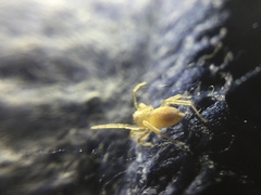 Clubiona spiralis