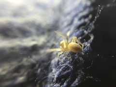 Clubiona spiralis