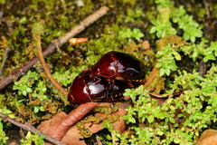 Lagochile dilatata