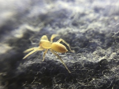 Clubiona spiralis