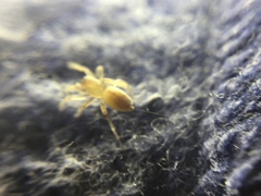 Clubiona spiralis