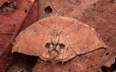 Lepidoptera