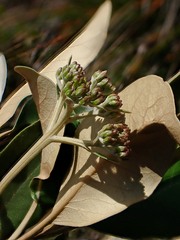 Olearia avicenniifolia