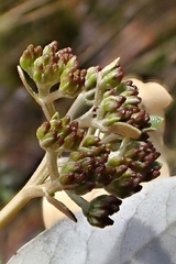 Olearia avicenniifolia