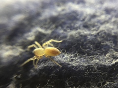 Clubiona spiralis