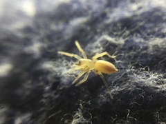 Clubiona spiralis