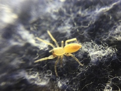 Clubiona spiralis