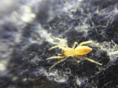 Clubiona spiralis
