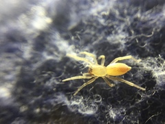 Clubiona spiralis