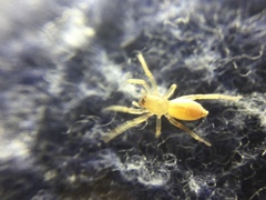 Clubiona spiralis