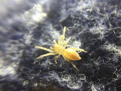 Clubiona spiralis