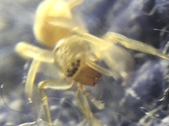 Clubiona spiralis