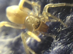 Clubiona spiralis