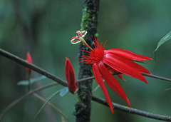 Passiflora vitifolia