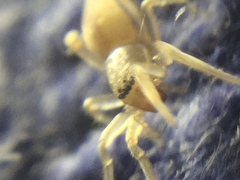 Clubiona spiralis