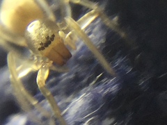 Clubiona spiralis