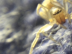 Clubiona spiralis