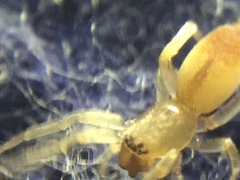 Clubiona spiralis