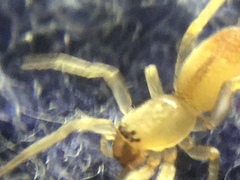 Clubiona spiralis