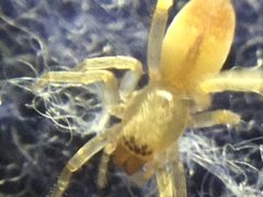 Clubiona spiralis