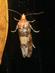 Eucopina tocullionana