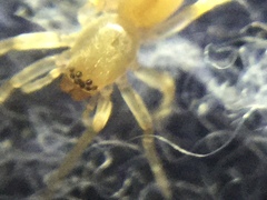 Clubiona spiralis