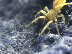 Clubiona spiralis