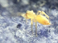 Clubiona spiralis