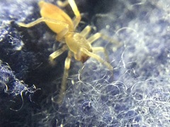 Clubiona spiralis