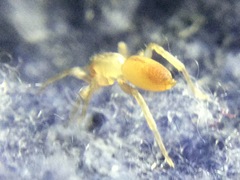 Clubiona spiralis