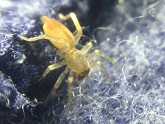 Clubiona spiralis