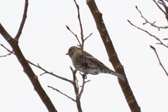 Leucosticte