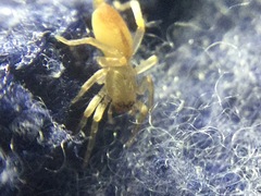 Clubiona spiralis
