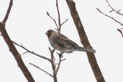 Leucosticte