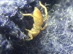 Clubiona spiralis