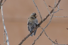 Leucosticte atrata