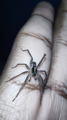 Lycosinae