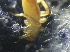 Clubiona spiralis