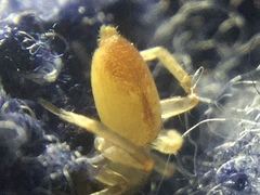 Clubiona spiralis