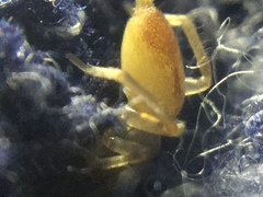 Clubiona spiralis