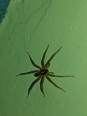 Lycosinae