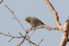 Leucosticte australis