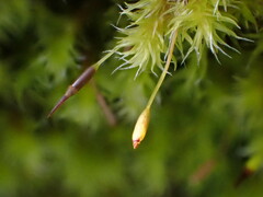 Racomitrium heterostichum