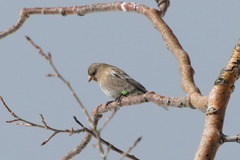 Leucosticte australis