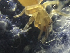 Clubiona spiralis