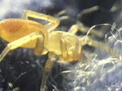 Clubiona spiralis