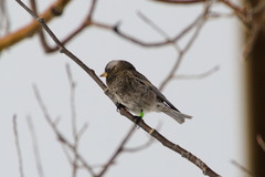 Leucosticte atrata