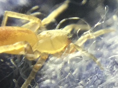 Clubiona spiralis
