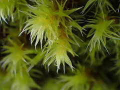 Racomitrium heterostichum